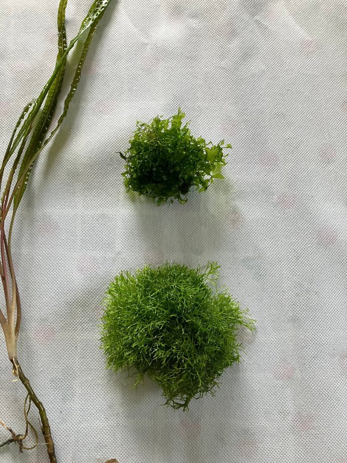 cryptocoryne balansae + sötvattentång + gaffelmossa