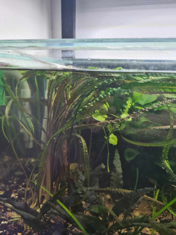 cryptocoryne balansae + sötvattentång + gaffelmossa