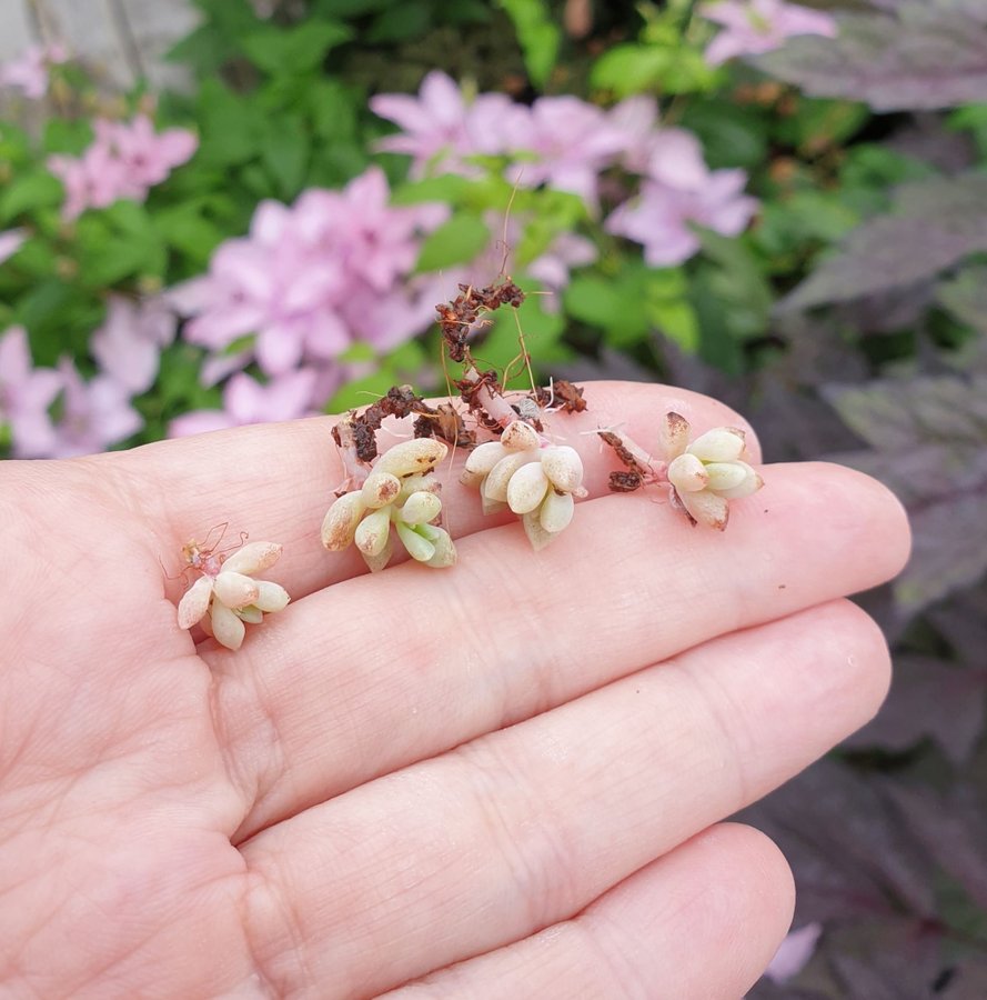 Graptopetalum mirinae - söta sticklingar!