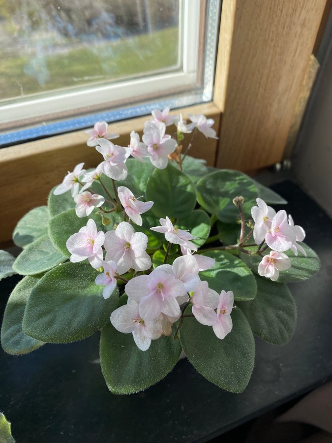 Saintpaulia mini African Violet