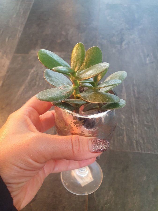 Paradisträd Crassula ovata