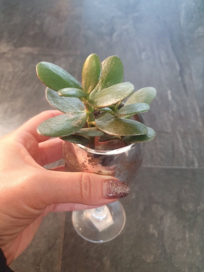 Paradisträd Crassula ovata