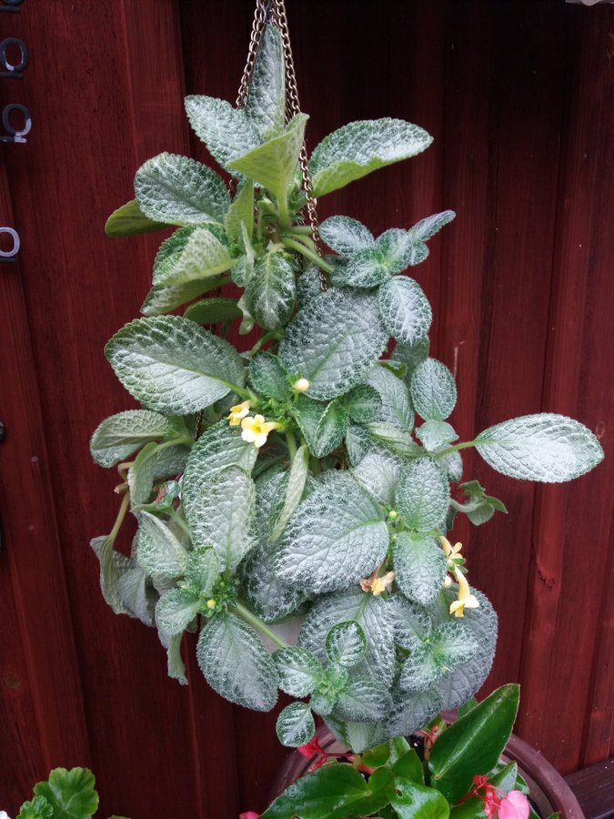 Episcia Thad`s Yellow Birds