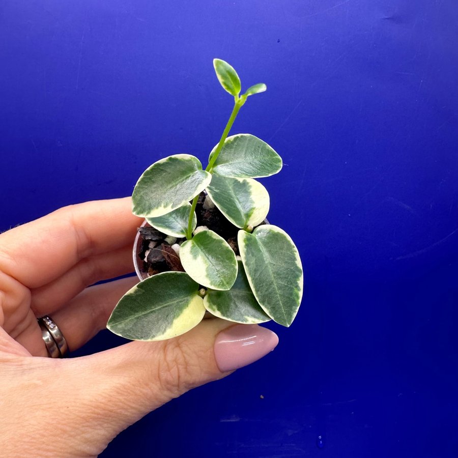 Hoya cummingiana albomarginata - rotade sticklingar