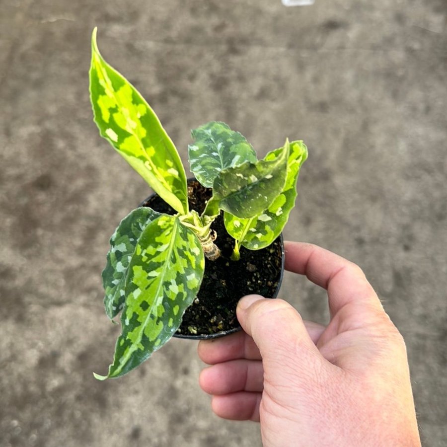 Aglaonema Pictum Tricolor 9 cm