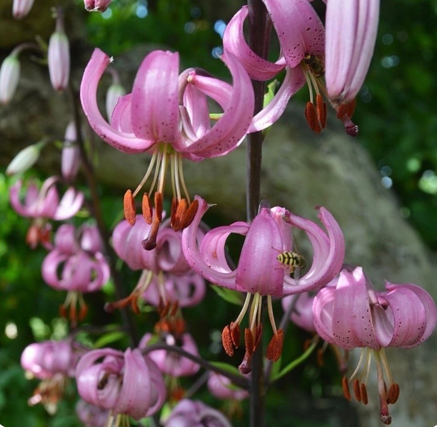 Lilium Martagon - Krollilja, pink, perenn, 1 tsk frön