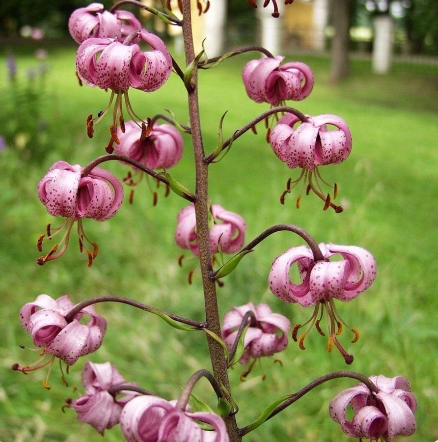 Lilium Martagon - Krollilja, pink, perenn, 1 tsk frön