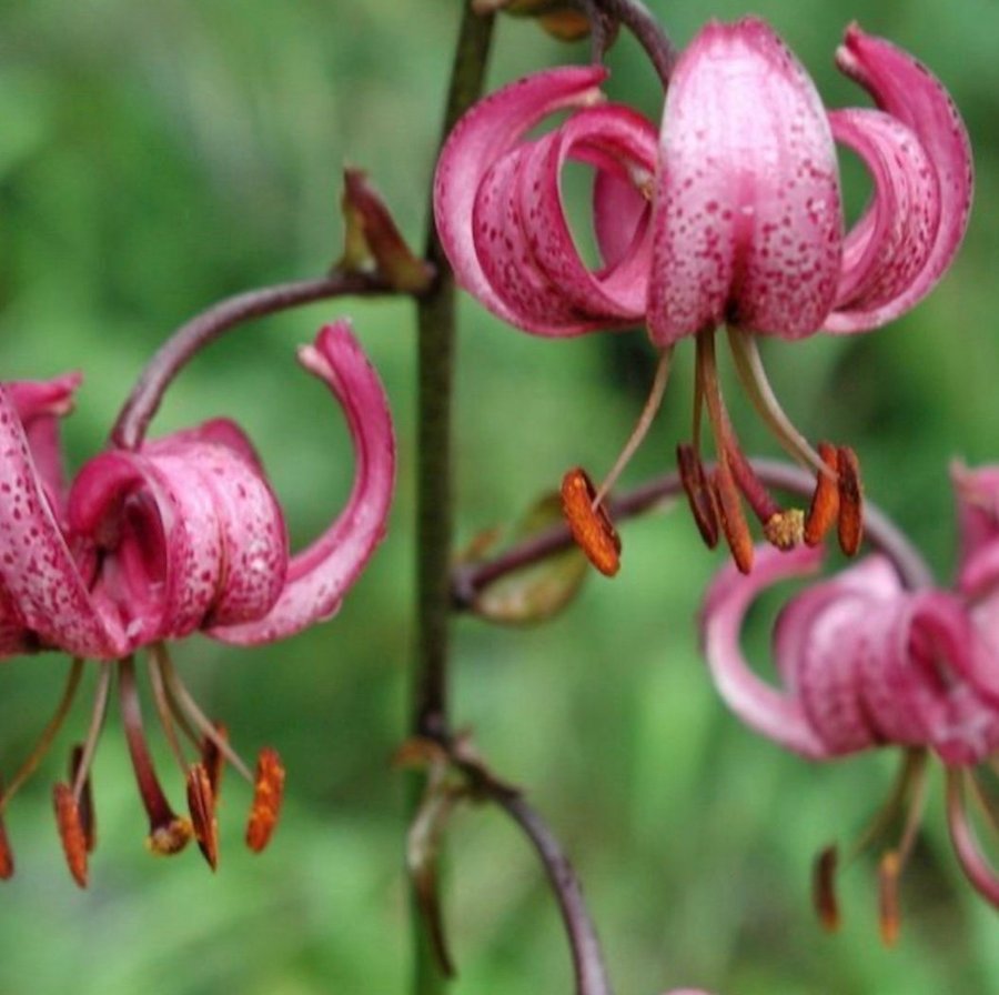 Lilium Martagon - Krollilja, pink, perenn, 1 tsk frön