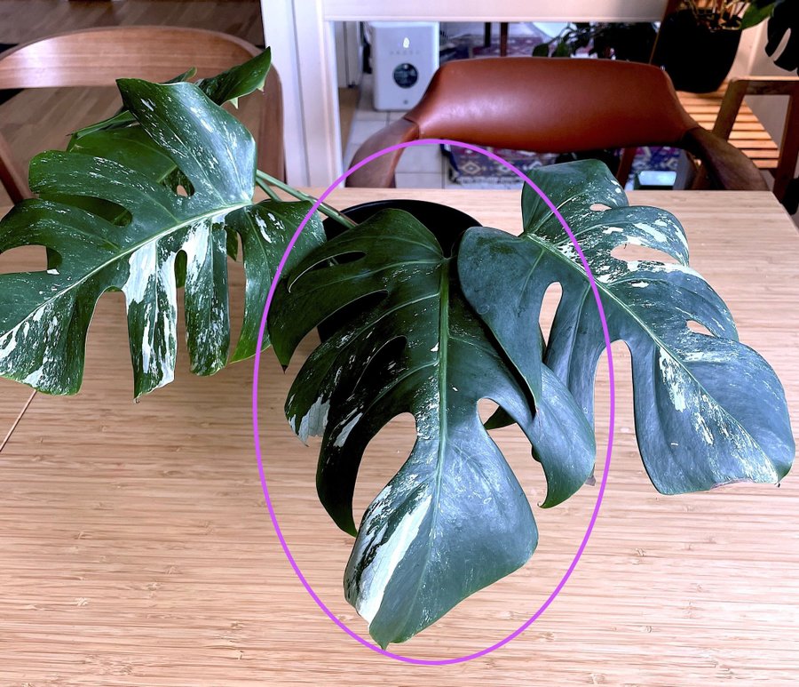 Monstera variegata albo stor stickling