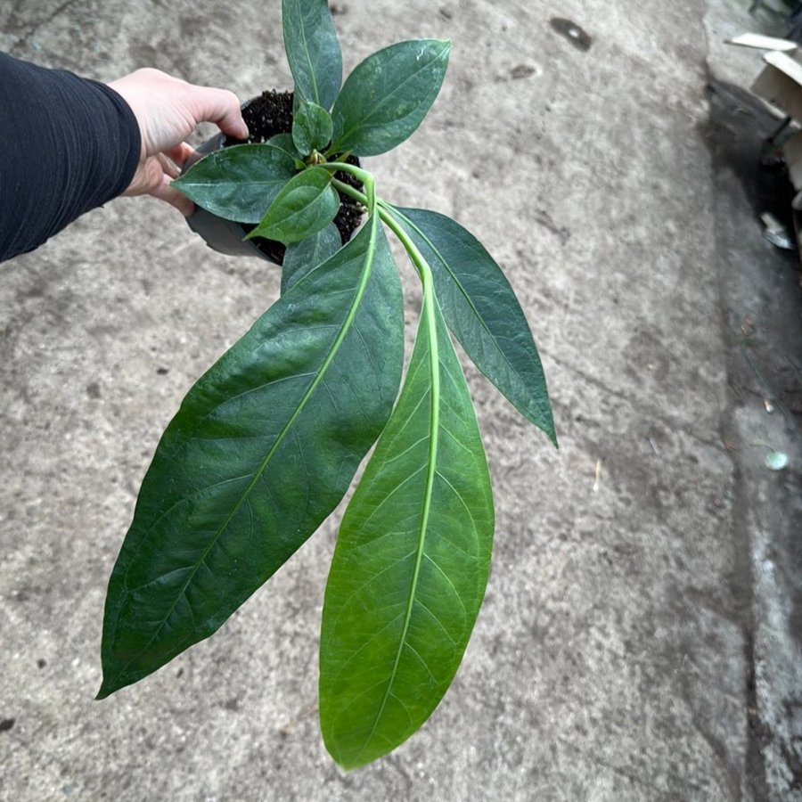 Anthurium big bill