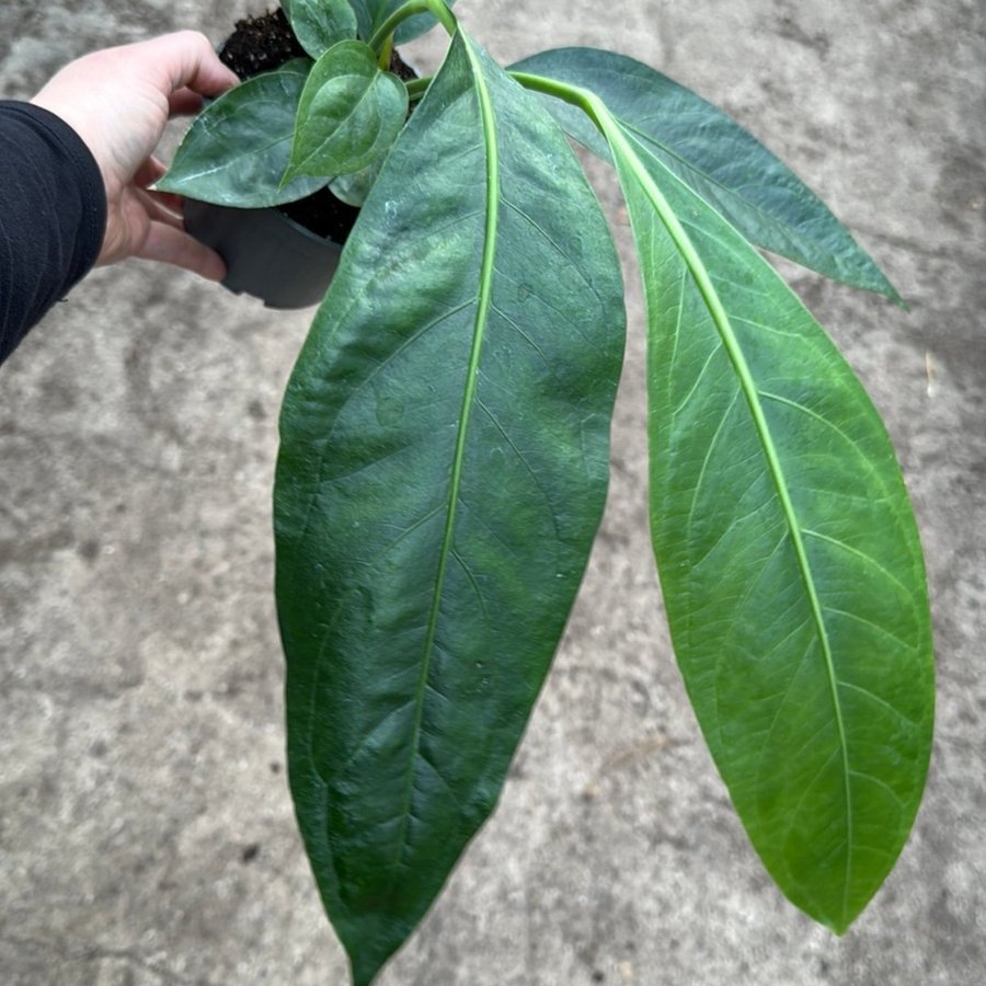 Anthurium big bill