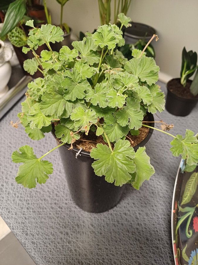 Doftpelargonia