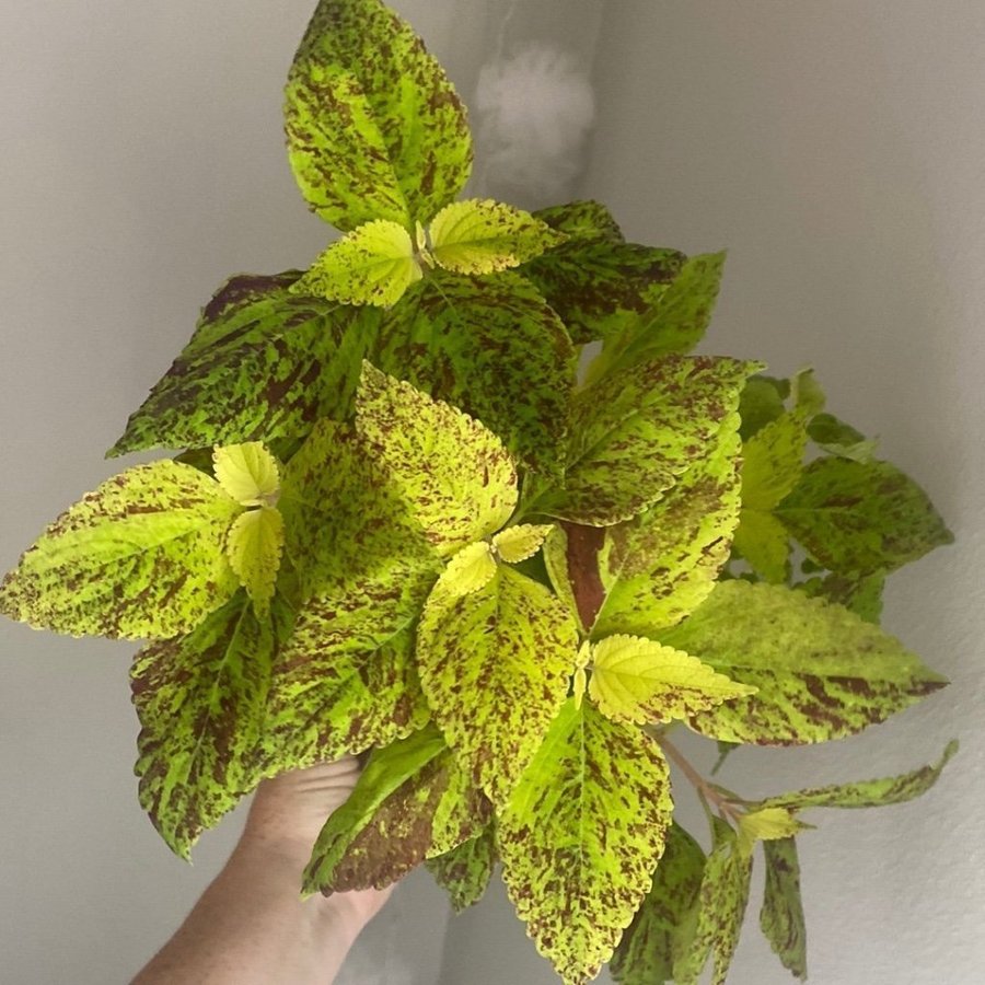 BIPOLAR BIGOLLY *palettblad*coleus*