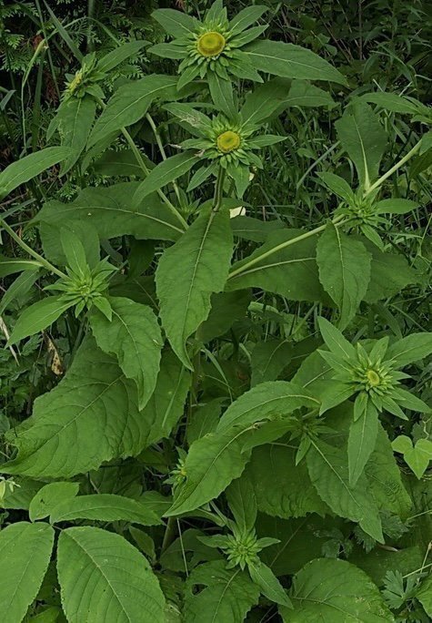 Kinesisk krage blomma (carpesium macrocephalum )