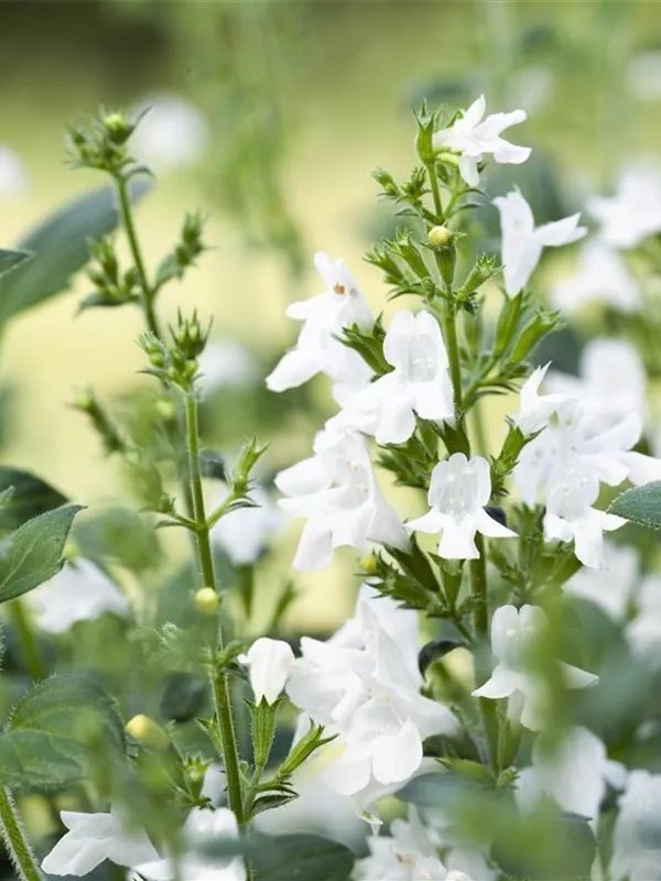 Liten Bergsmynta (calamintha nepeta ssp )