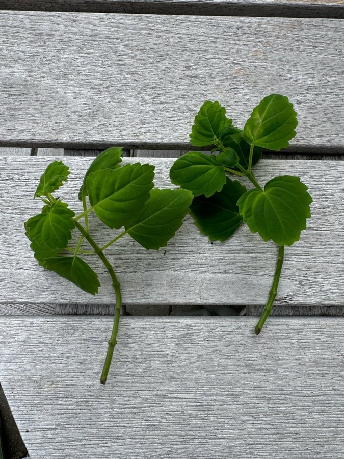 2 sticklingar av plecanthrus ernstii (flaskljus)