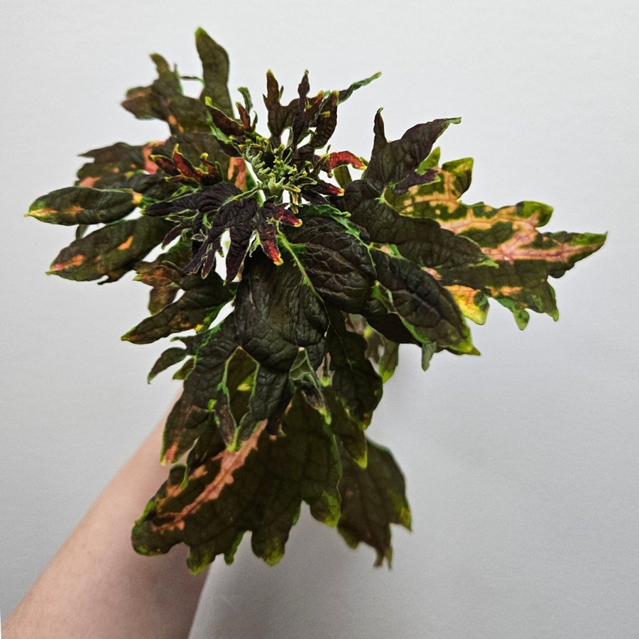 Palettblad coleus Sofia stickling