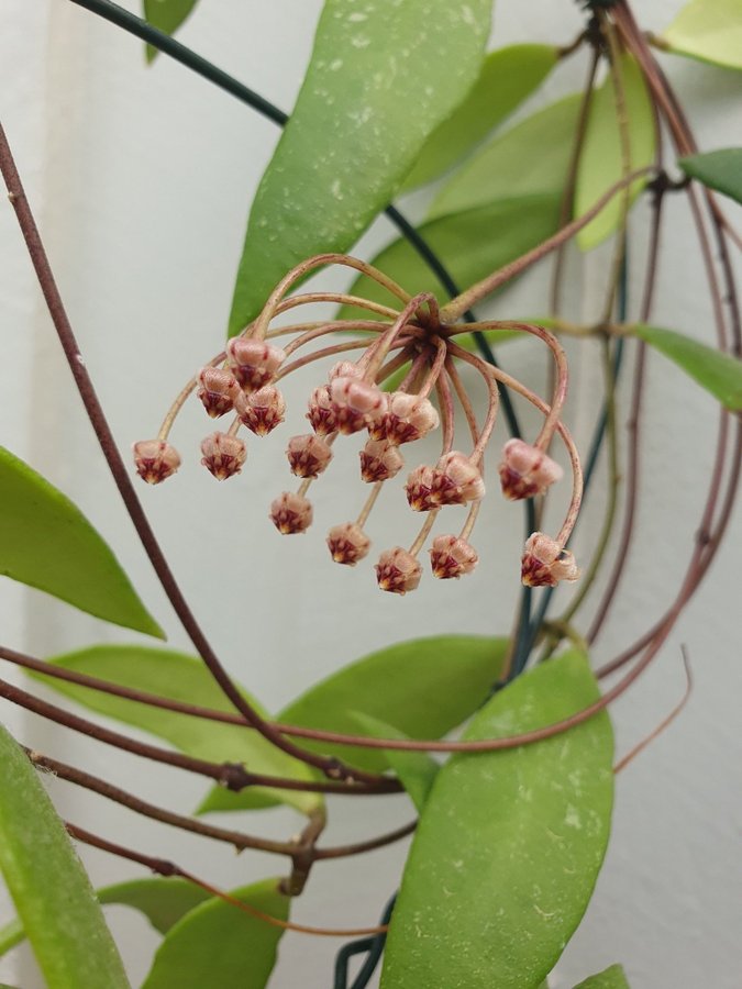 Hoya unknown gray iml1870 micrantha stickling