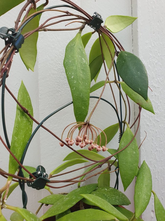 Hoya unknown gray iml1870 micrantha stickling