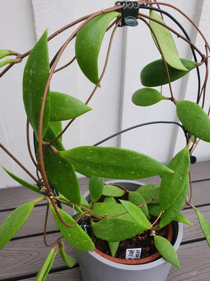 Hoya unknown gray iml1870 micrantha stickling