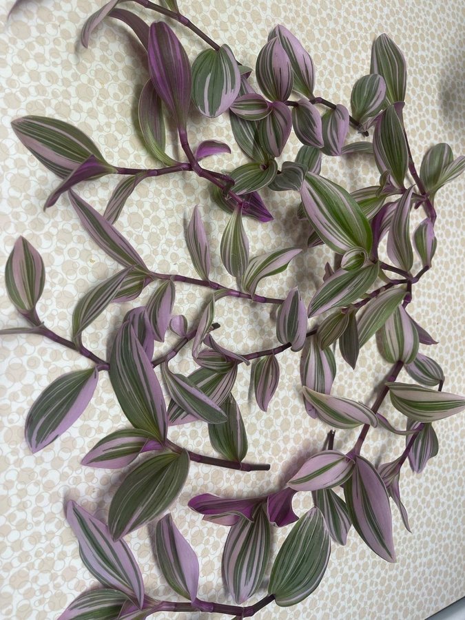 Tradescantia Nanouk ampelväxt