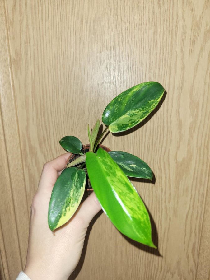 Philodendron pedatum variegata