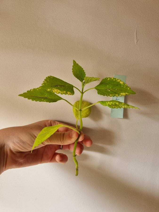 Palettblad, Greta, Coleus, Stickling