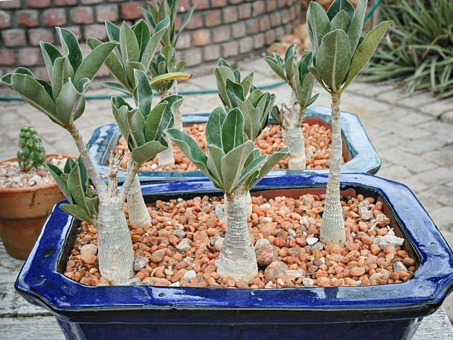 Ökenros - Adenium arabicum