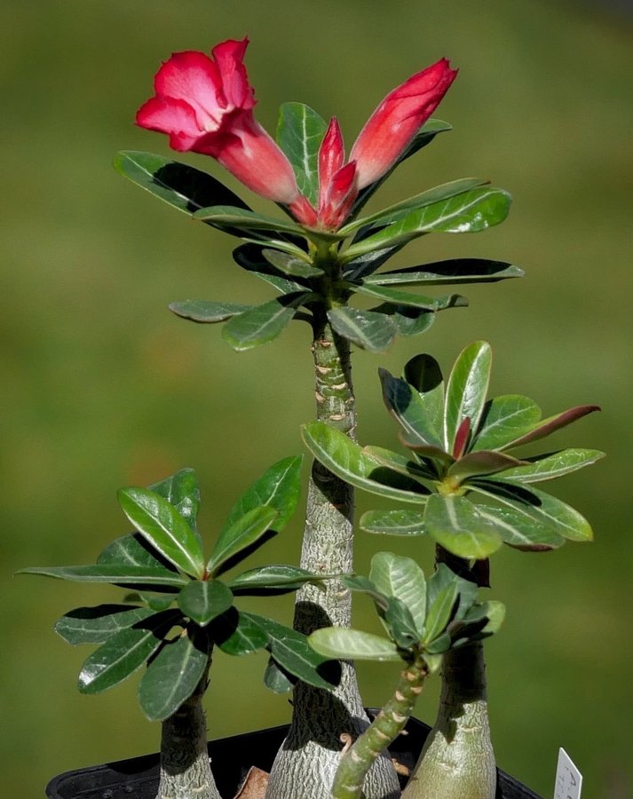 Ökenros - Adenium arabicum