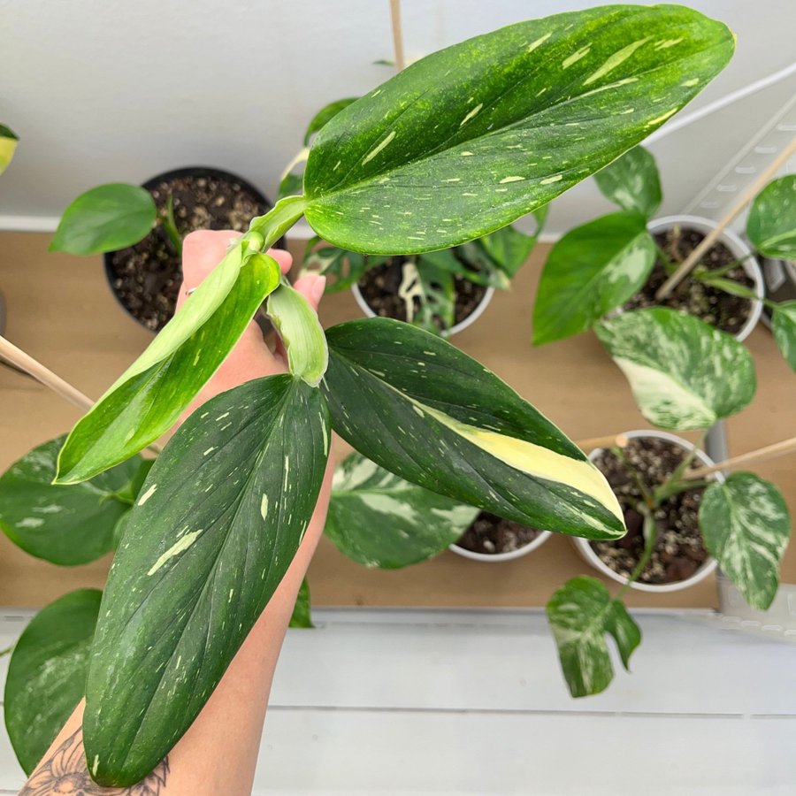 Monstera ”Standleyana” toppstickling ( aroid )