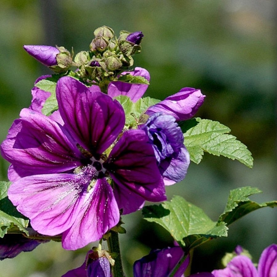 Jätte fint Mauretansk malva