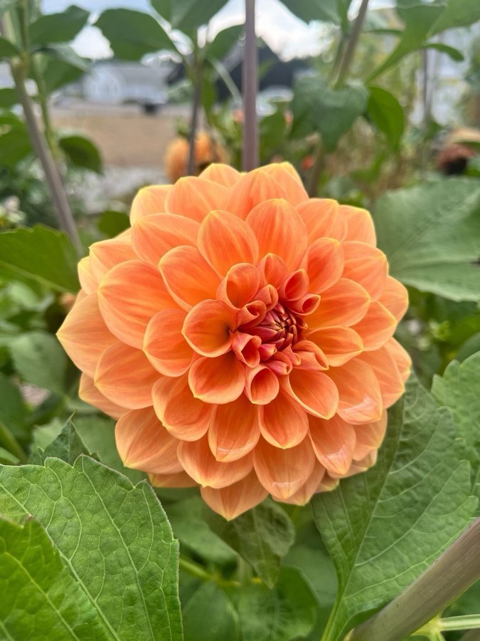 Dahlia 'Apricona' - knöl