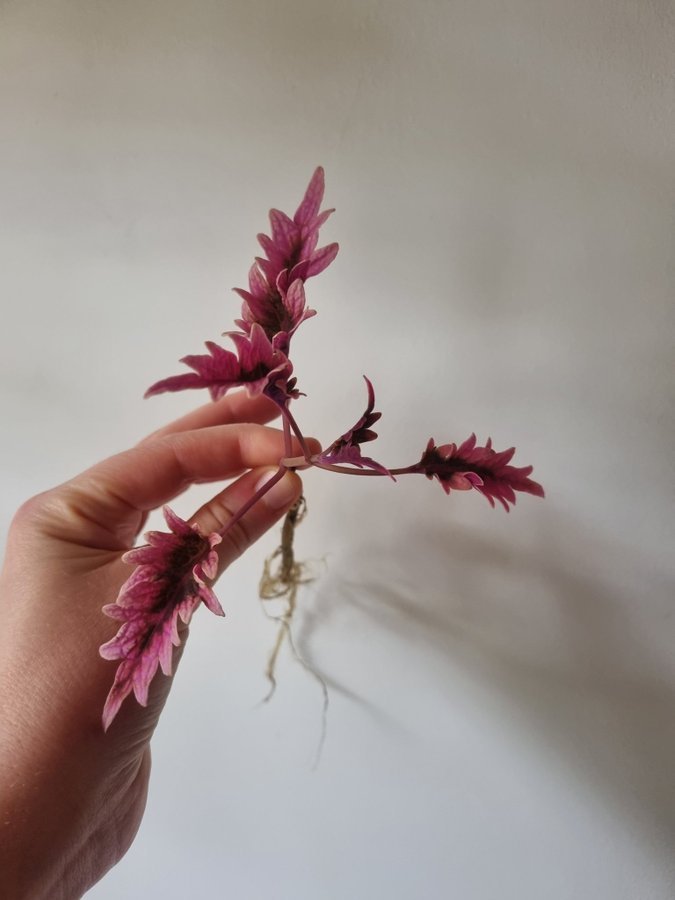 Palettblad Hercules Coleus Stickling