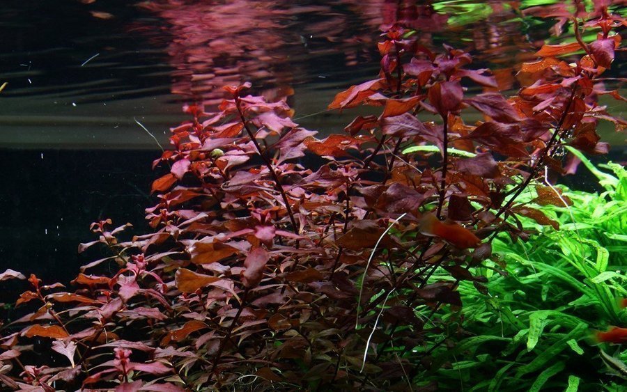 Ludwigia palustris 'Super Red'