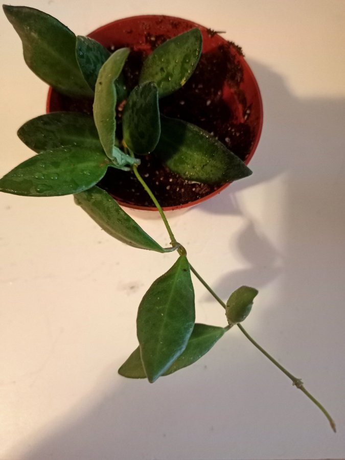 HOYA SP.AFF BURTONIAE" VARIEGATA" - planta