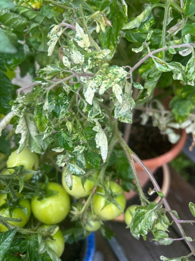 Tomatfrö, Shimofuri