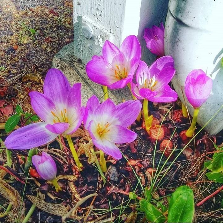 Septemberkrokus Tidlösa frön