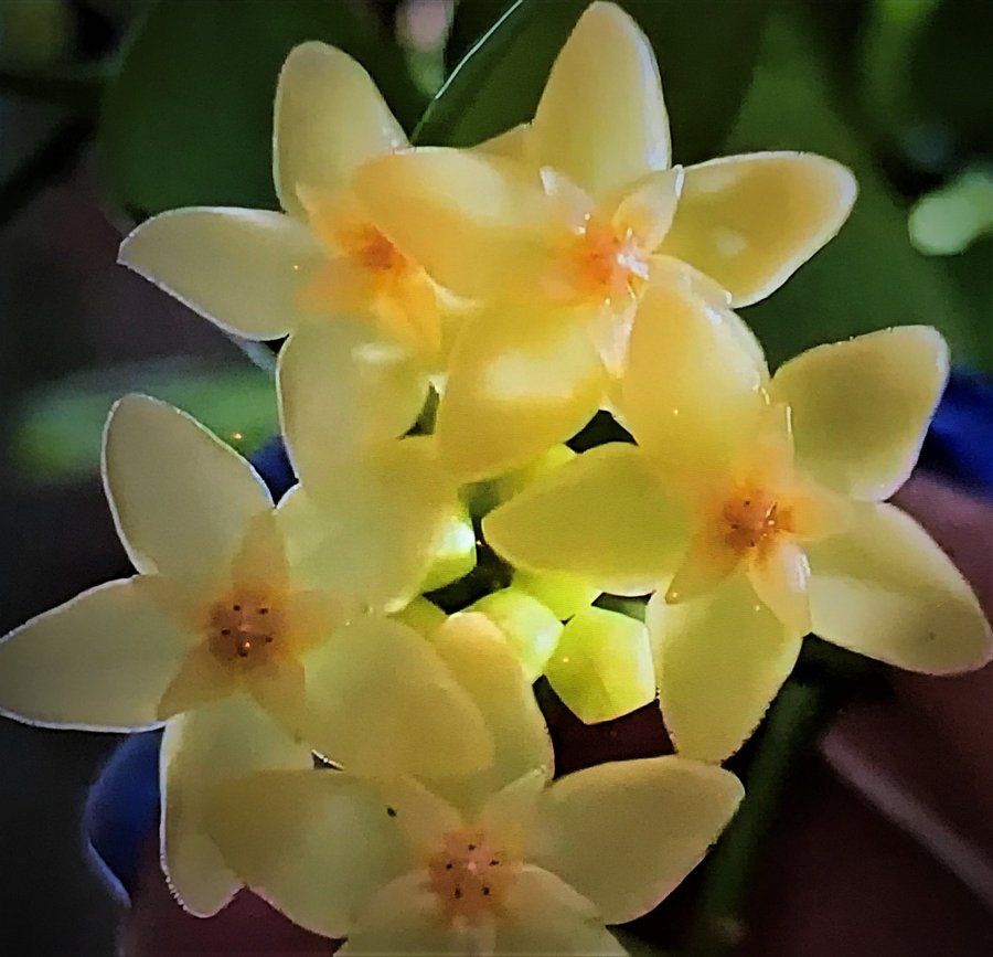 hoya diptera rotad stickling