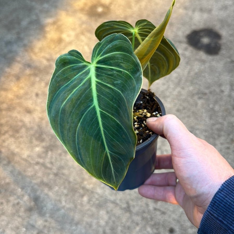 Philodendron melanochrysum