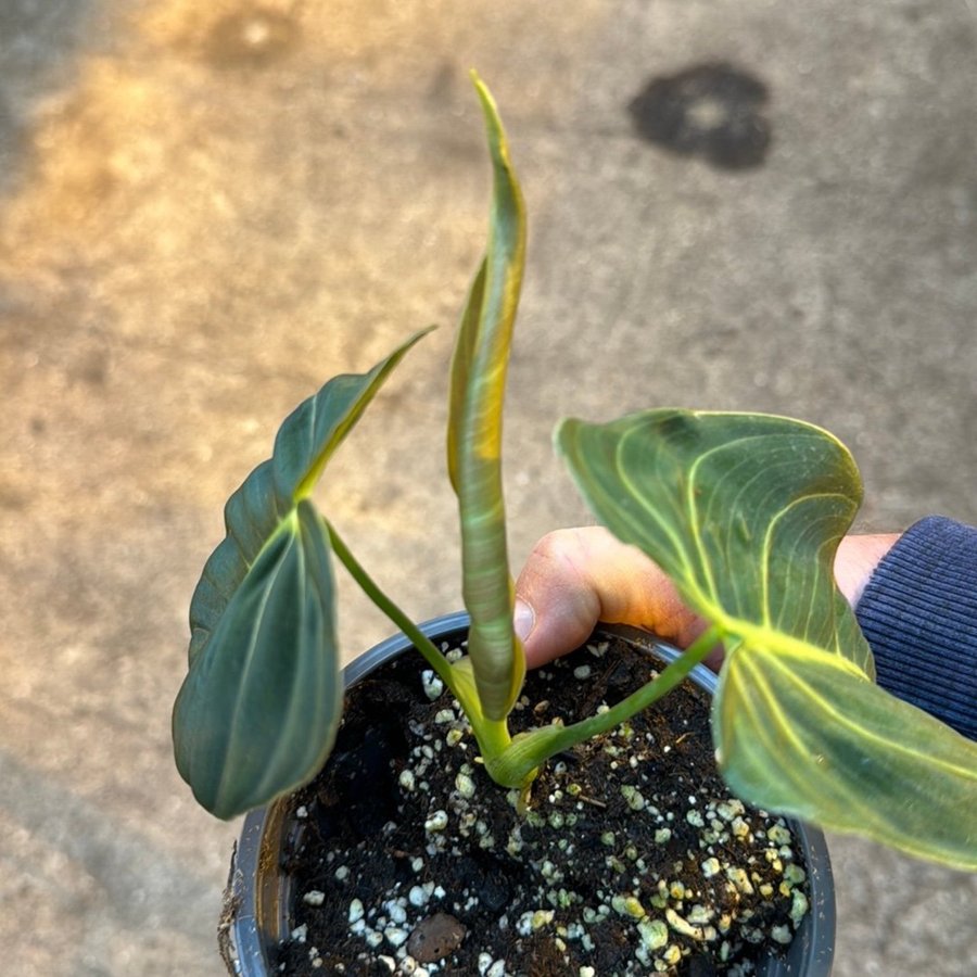 Philodendron melanochrysum