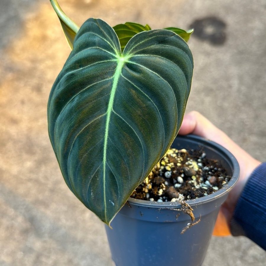 Philodendron melanochrysum