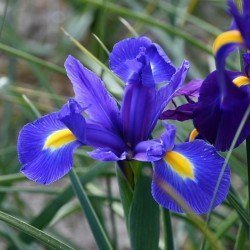 Iris hollandica 'Blue Magic',5 lökar