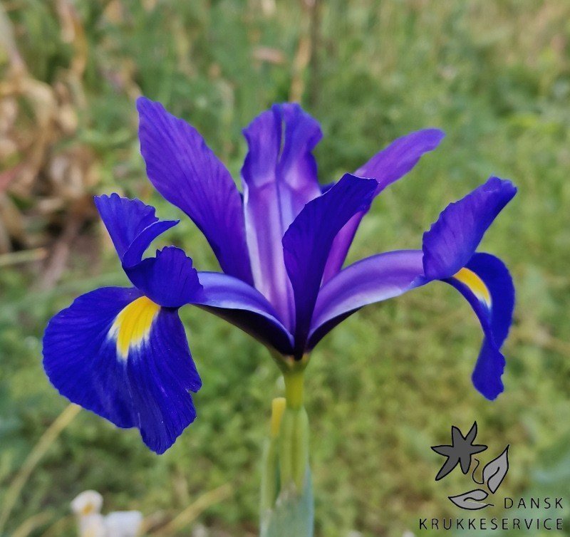 Iris hollandica 'Blue Magic',5 lökar