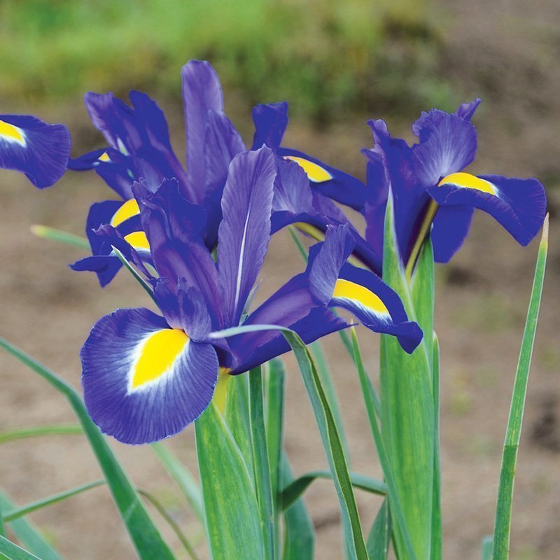 Iris hollandica 'Blue Magic',5 lökar