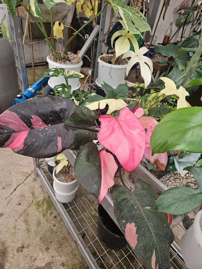 Philodendron Pink princess