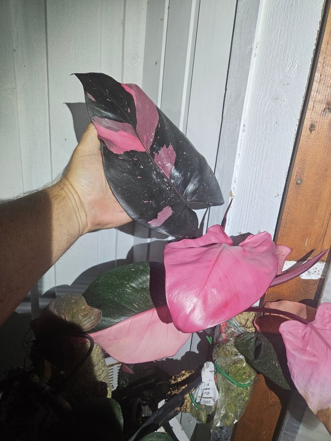 Philodendron Pink princess