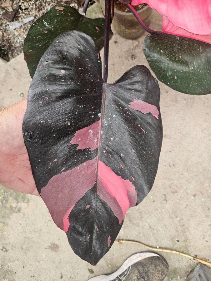 Philodendron Pink princess