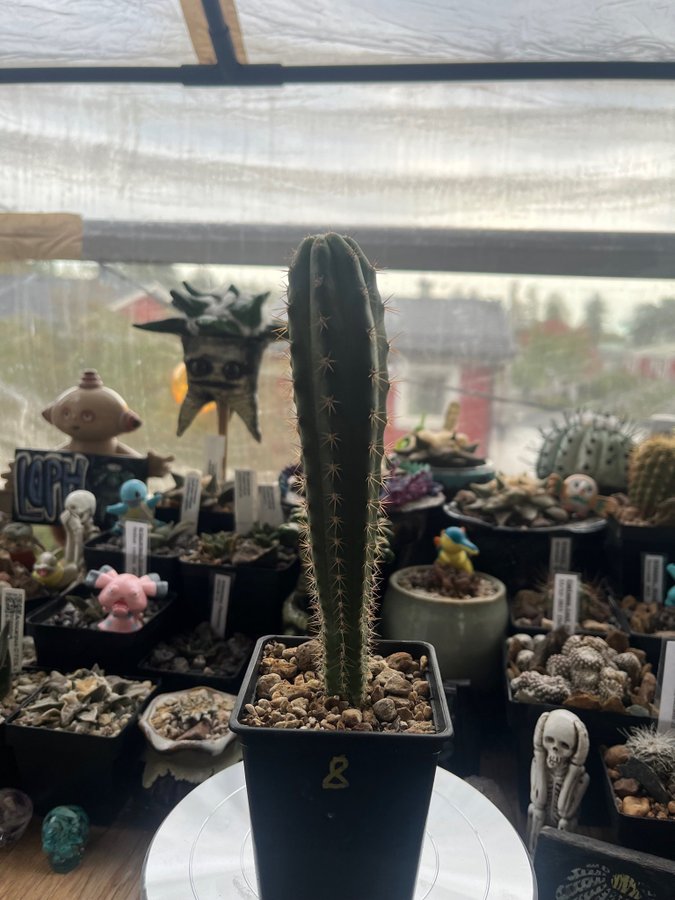 Trichocereus peruvianus (Tarma, Peru)