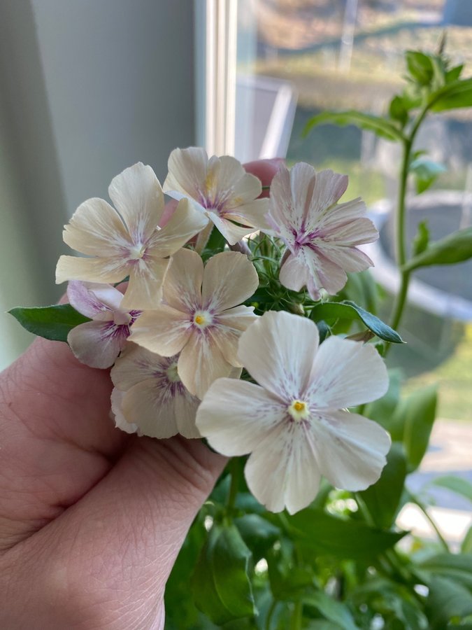 Sommarflox Creme Brulee flox phlox blomma 20 frön