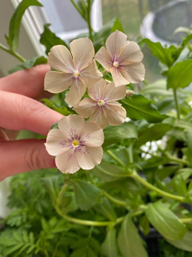 Sommarflox Creme Brulee flox phlox blomma 20 frön